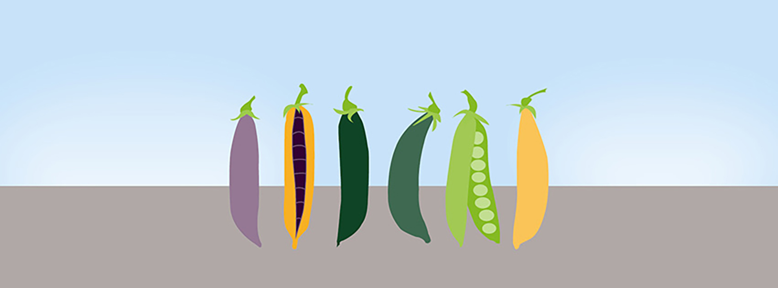 FOOD_HOOD_grafik_ærter