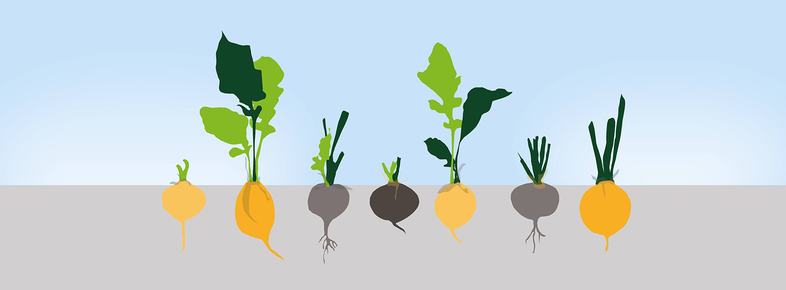 FOOD_HOOD_grafik_rodfrugter
